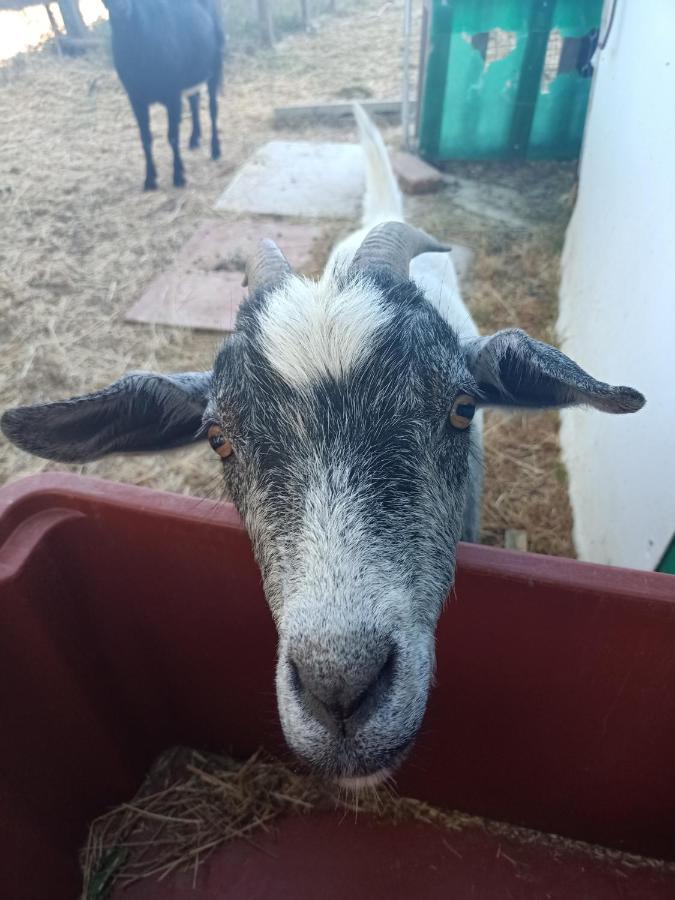 Agriturismo Podere La Selva Villa Serre Di Rapolano Buitenkant foto