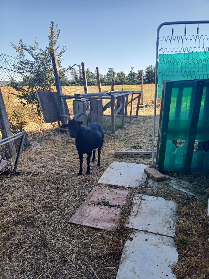 Agriturismo Podere La Selva Villa Serre Di Rapolano Buitenkant foto