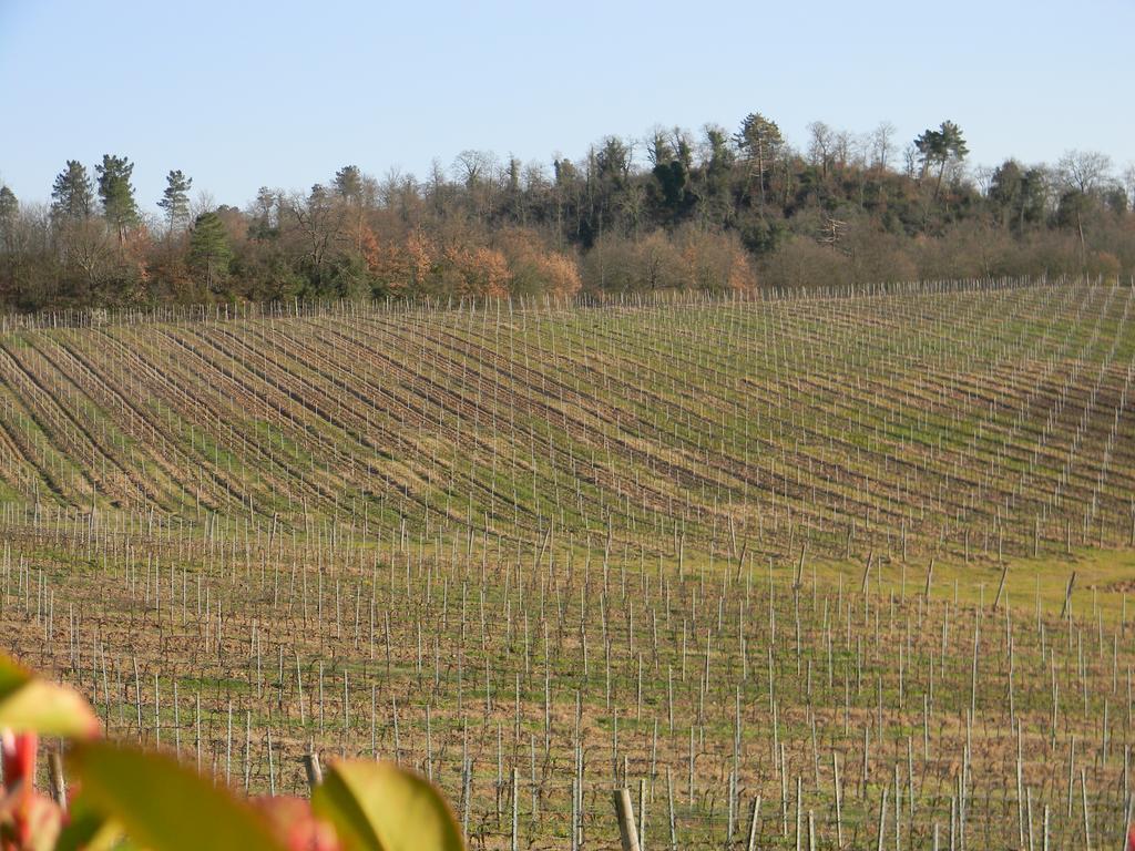 Agriturismo Podere La Selva Villa Serre Di Rapolano Buitenkant foto