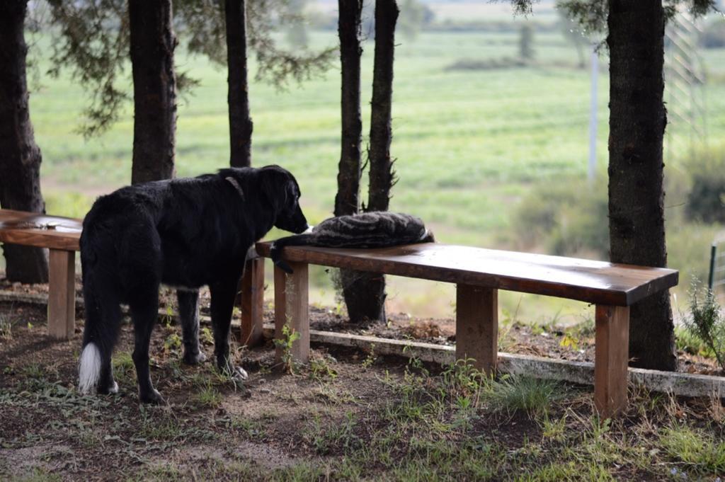 Agriturismo Podere La Selva Villa Serre Di Rapolano Buitenkant foto